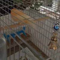 سهره نر بخون|پرنده|پردیس, فاز ۲|دیوار