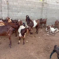 بزوبزغاله نربزپاکستانی