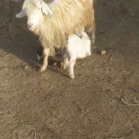 بز جوان با دو عدد بیگ نر وماده