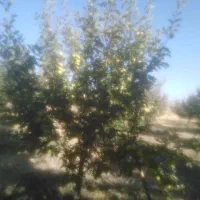 هرس انواع درخت