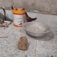 خروس و جوجه لاری و جوجه گلین|حیوانات مزرعه|بیرجند, |دیوار
