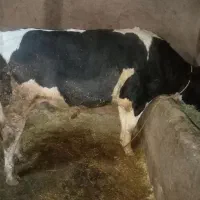 گاو نر هلشتاین