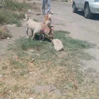 توله سگ فروشی