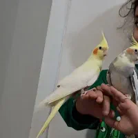 عروس هلندی دستی و سخن گو|پرنده|محمدشهر, محمدشهر|دیوار