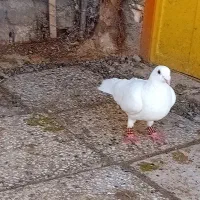 سفید|پرنده|تربتحیدریه, ۴۵ متری|دیوار