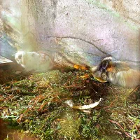 فروش تعدادی غاز وبوقلمون ،خرگوش لپوغیره|حیوانات مزرعه|سبزوار, ابوریحان|دیوار