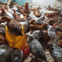 انواع جوجه های خانگی به قیمت مناسب