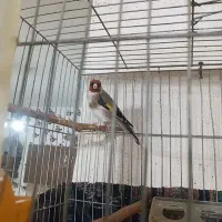 سهره نر درجه یک|پرنده|بلبان آباد, |دیوار