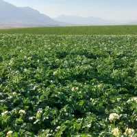 سیب زمینی بذری