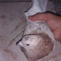 کبوتر‌سرور|پرنده|قم, پردیسان|دیوار