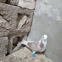 پشتی ماده|پرنده|برازجان, |دیوار