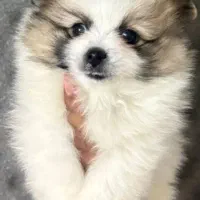 سگ پامرخرسی