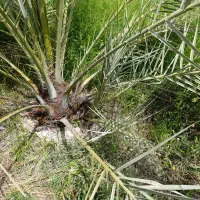 پاچوش کبکاب