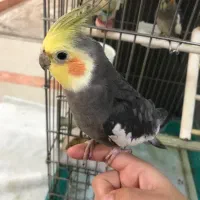 پنج عدد عروس هلندی به همراه قفس و وسایل