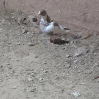 کبوتر|پرنده|کدکن, |دیوار