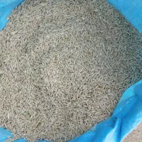 جو‌بذری‌‌اب‌خورده‌‌تمیز‌‌بذری.‌بذر‌بهمن‌کوتاه