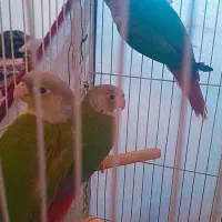 گرینچیک|پرنده|مشهد, رباط طرق|دیوار