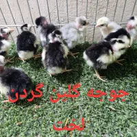 مرغ و خروس گلین خال سوزنی،گلین گردن لخت،جوجه گلین|حیوانات مزرعه|خمینی‌شهر, |دیوار