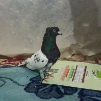 کبوتر فروشی کله سیاه تیزه آخر|پرنده|شیروان (خراسان), |دیوار