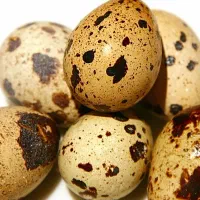تخم بلدرچین نطفه دار