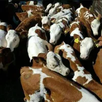 گوساله درشت و سالم 120 کیلویی در تهران|حیوانات مزرعه|تهران, جردن|دیوار