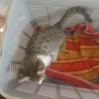 واگذاری بچه گربه