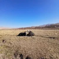 دوراس دوبر روزگاری