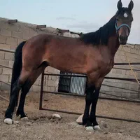 نریان سن ۳ب۴ سال قدهم تقربیا ۱۶۰فروشی