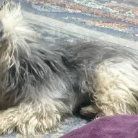 سگ نژاد شیتزو|سگ|سیرجان, |دیوار