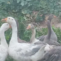 پرنده