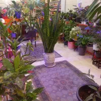 کافه گل|گل و گیاه طبیعی|فولادشهر, B8|دیوار