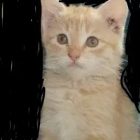 واگذاری گربه  نارنجی وروجک