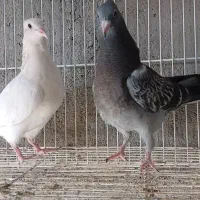 کفتر رنگی|پرنده|مشهد, منزل آباد|دیوار