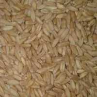 گندم دیم هشترود