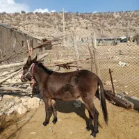 قاطر فروش|حیوانات مزرعه|لوداب, |دیوار