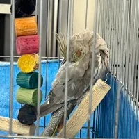 عروس هلندی ماده|پرنده|قزوین, |دیوار