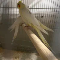 جوجه عروس هلندی|پرنده|قم, امامزاده ابراهیم|دیوار