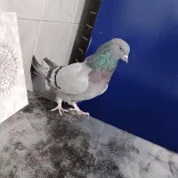 کبوتر مفلق پر|پرنده|فارسان, |دیوار