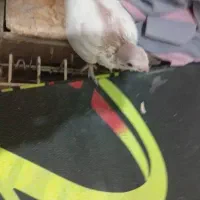 جوجه عروس