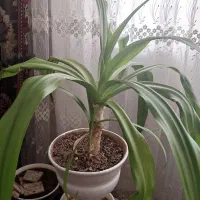 گل های سوسن عنکبوتی،سرخس،وشویدی