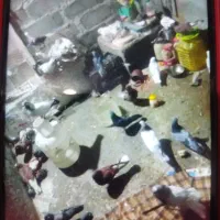 کبوتر گره و ساعتی|پرنده|میناب, |دیوار