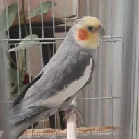 عروس هلندی
