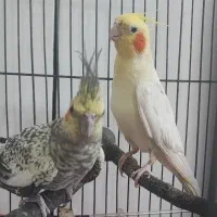 جفت عروس کار داده