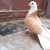 کبوتر پرشی