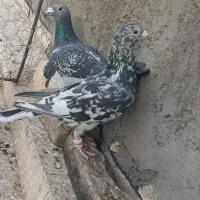 کبوتر هفرنگ