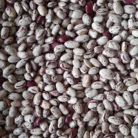 لوبیا چیتی (کپسولی) تمیز و رنگ دار محصول امسال|خوردنی و آشامیدنی|سراب, |دیوار