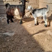 بز با بیگ ماده ترکی