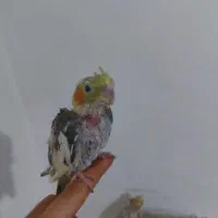 عروس هلندی مولدباجوجه ها و قفس کامل|پرنده|شیراز, شیخ علی چوپان|دیوار