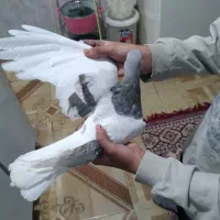 کفتر