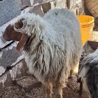 بره نر  یک سال  است|حیوانات مزرعه|اهواز, امانیه|دیوار